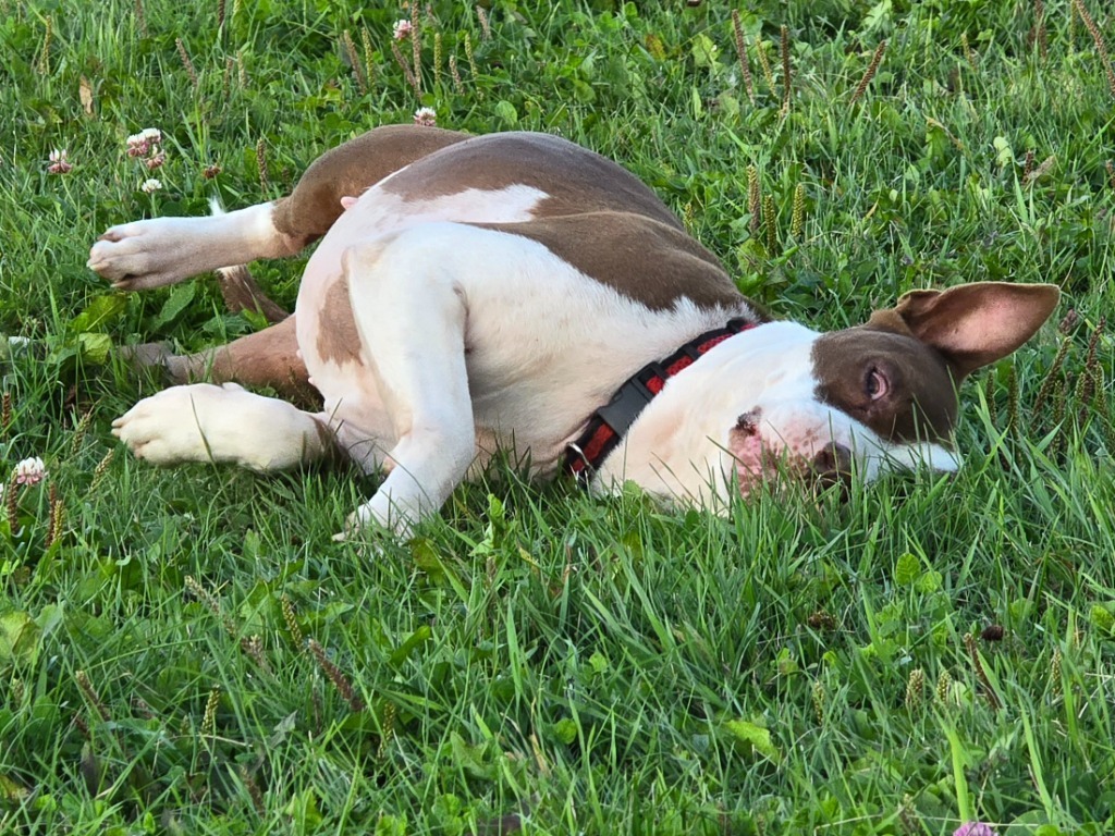 Molly, an adoptable Pit Bull Terrier in Ashland, WI, 54806 | Photo Image 1