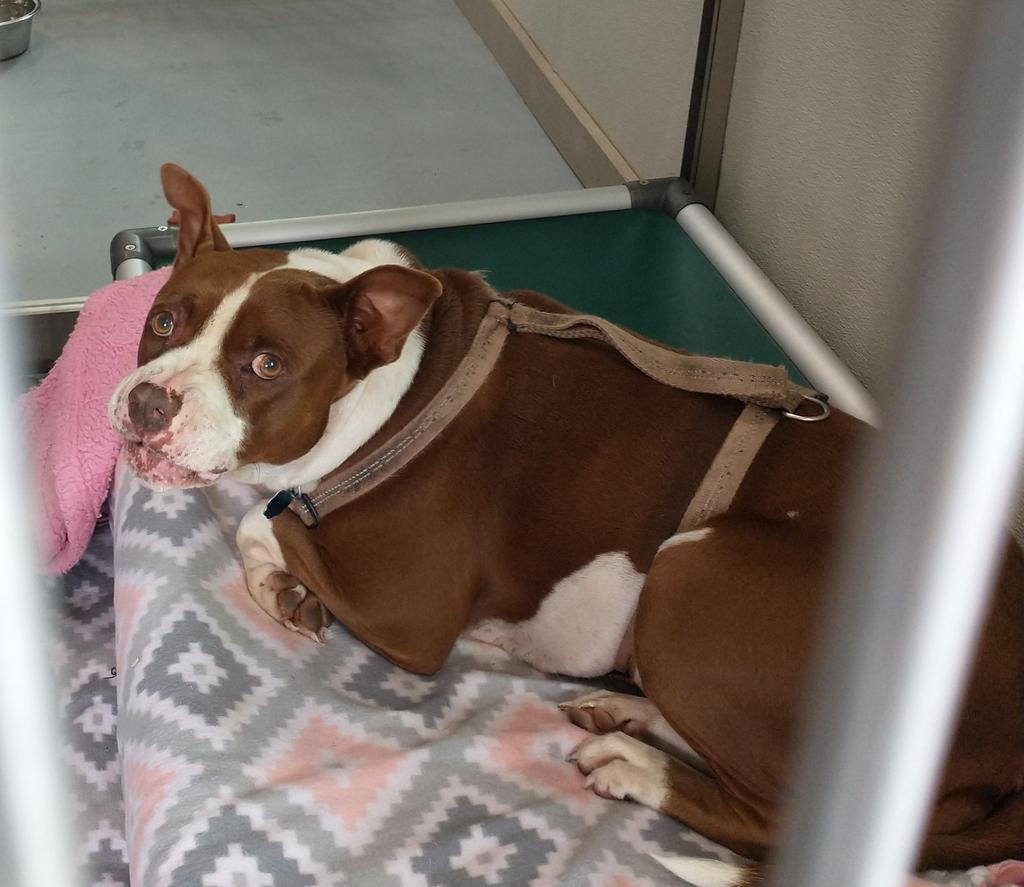 Molly, an adoptable Pit Bull Terrier in Ashland, WI, 54806 | Photo Image 2