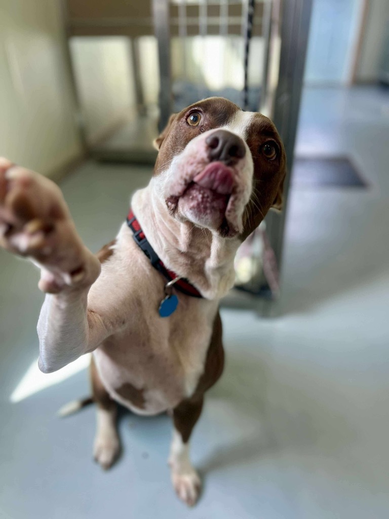 Molly, an adoptable Pit Bull Terrier in Ashland, WI, 54806 | Photo Image 3