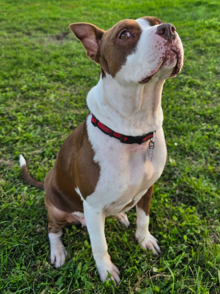 Molly, an adoptable Pit Bull Terrier in Ashland, WI, 54806 | Photo Image 4