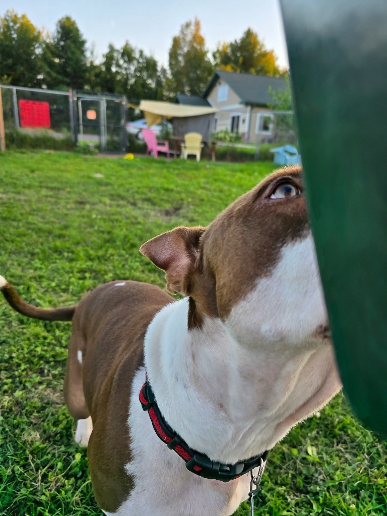 Molly, an adoptable Pit Bull Terrier in Ashland, WI, 54806 | Photo Image 5