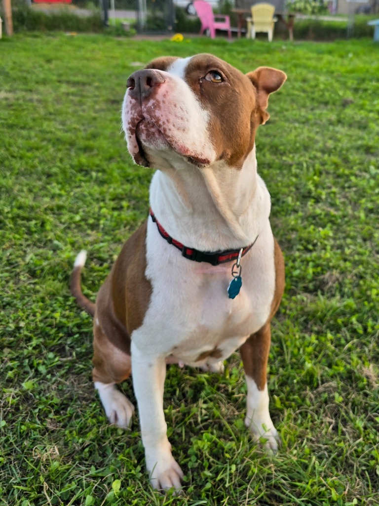 Molly, an adoptable Pit Bull Terrier in Ashland, WI, 54806 | Photo Image 6