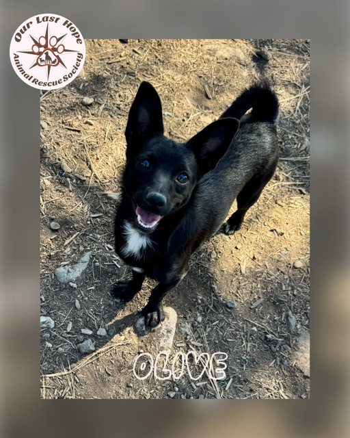 Olive, an adoptable Terrier in Princeton, BC, V0X 1W0 | Photo Image 1