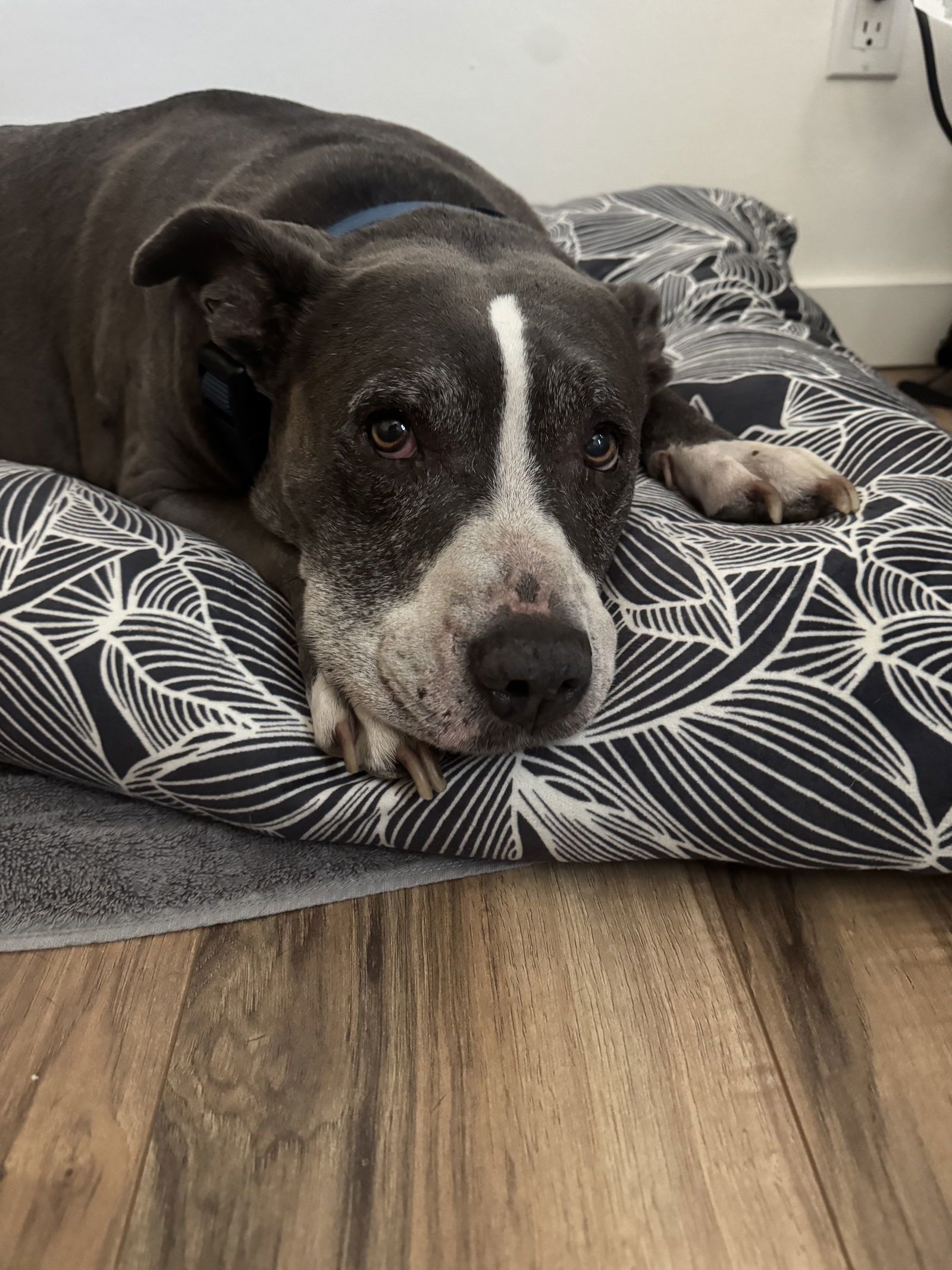 Mabel - Courtesy Post
