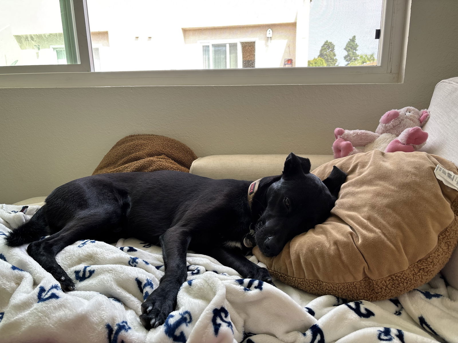 Chase - Courtesy Post