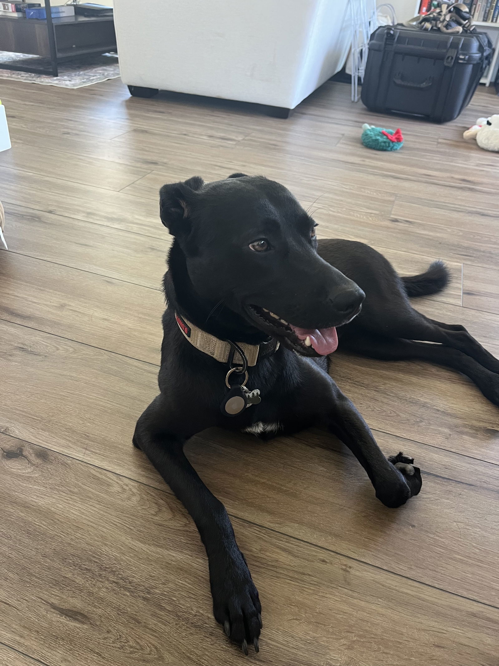 Chase - Courtesy Post