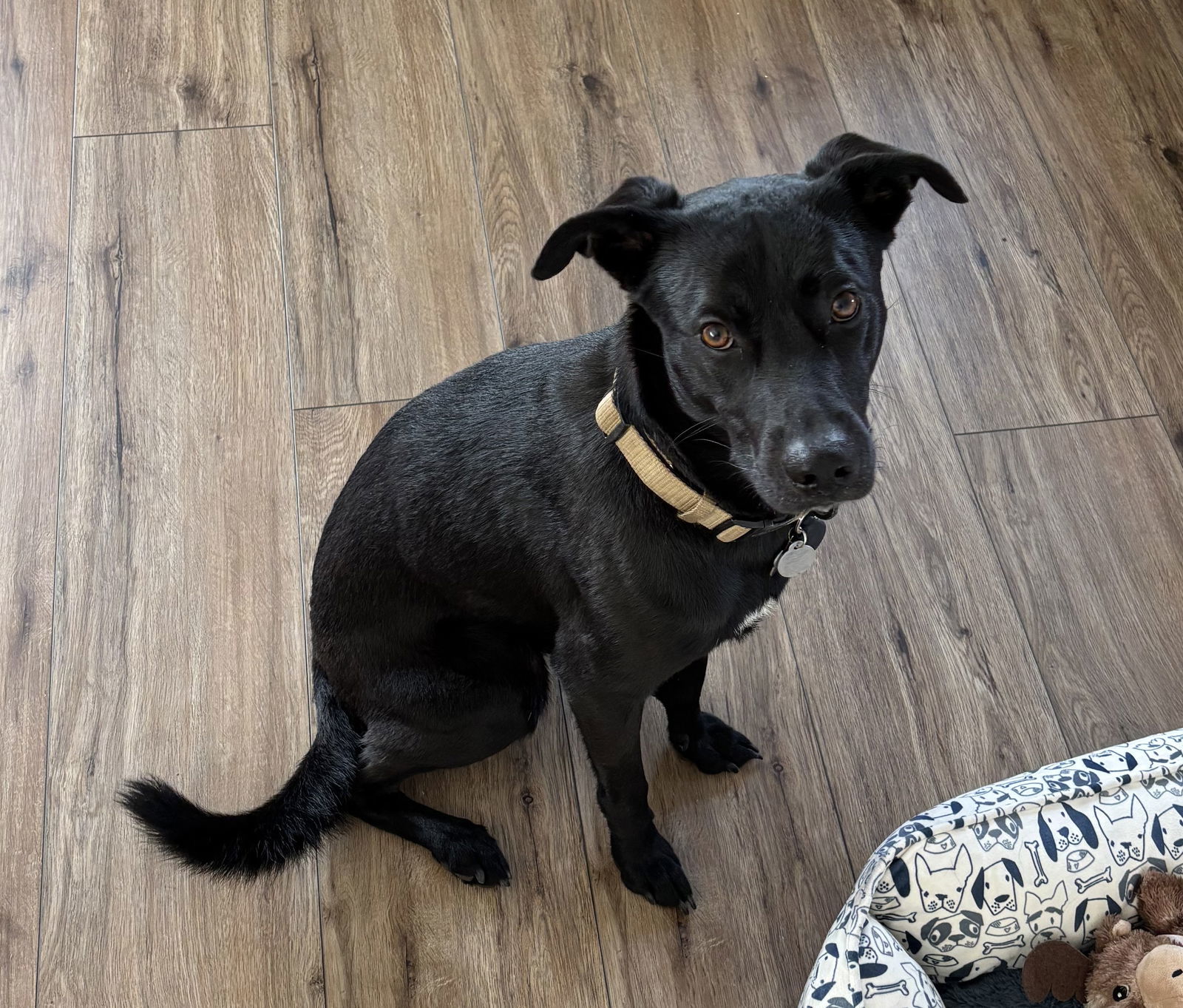 Chase - Courtesy Post