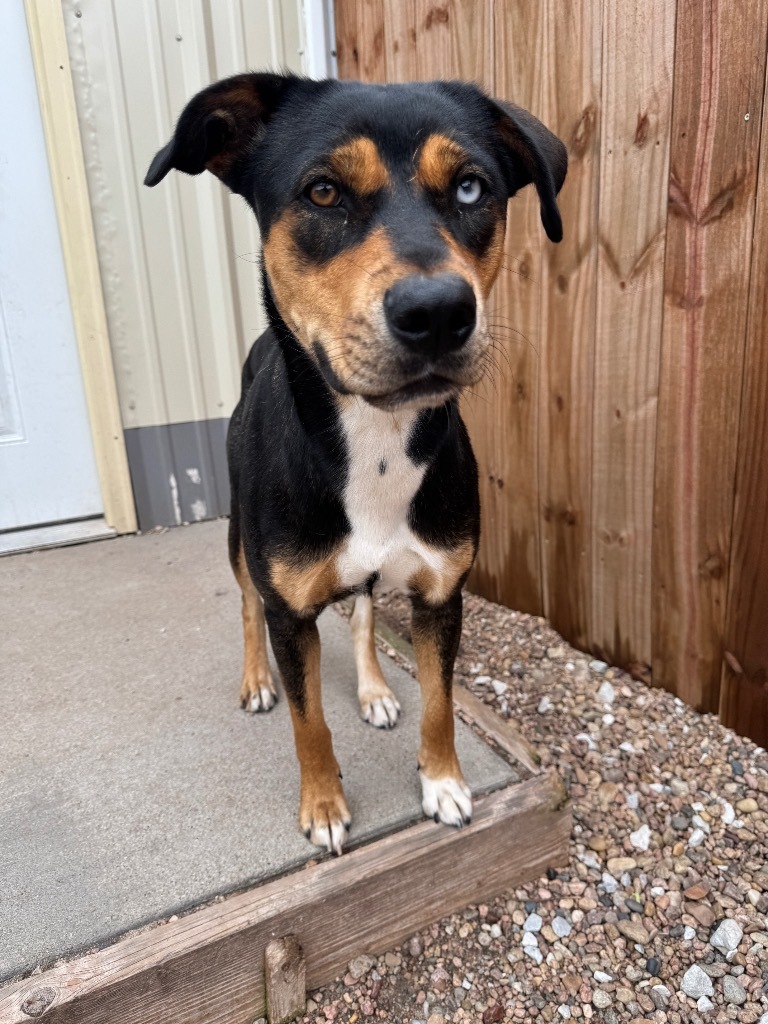 Reese, an adoptable Husky, Australian Shepherd in Hastings, NE, 68901 | Photo Image 1