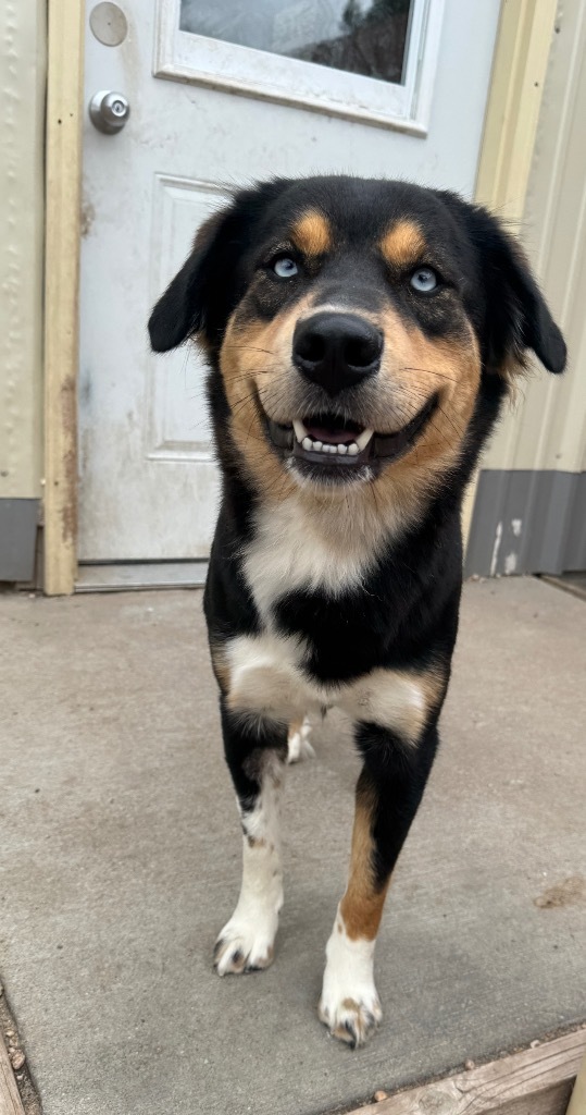 Bluey, an adoptable Husky, Australian Shepherd in Hastings, NE, 68901 | Photo Image 1