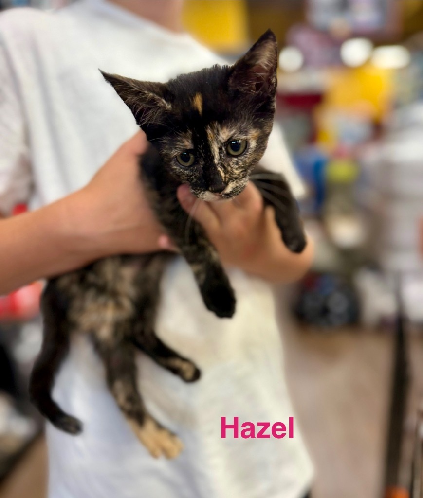 Hazel Kitty