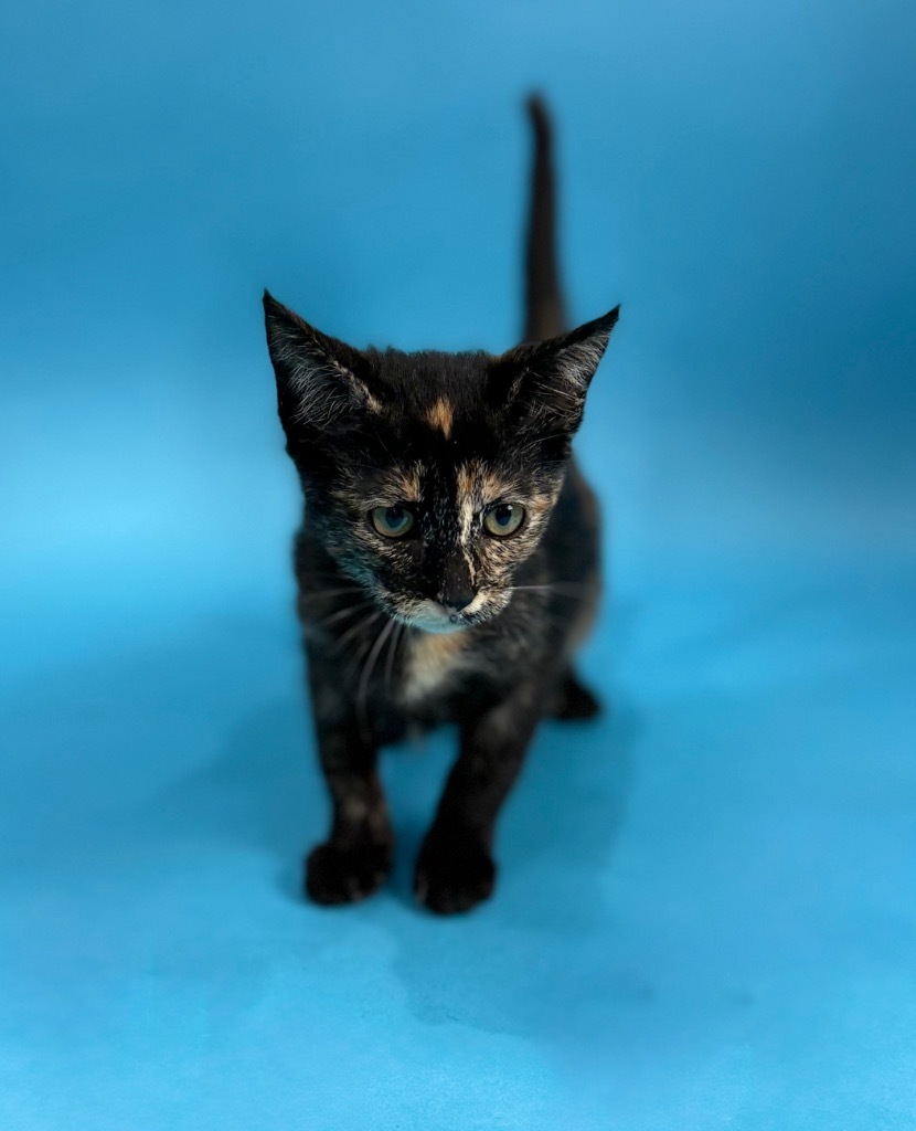 Hazel Kitty