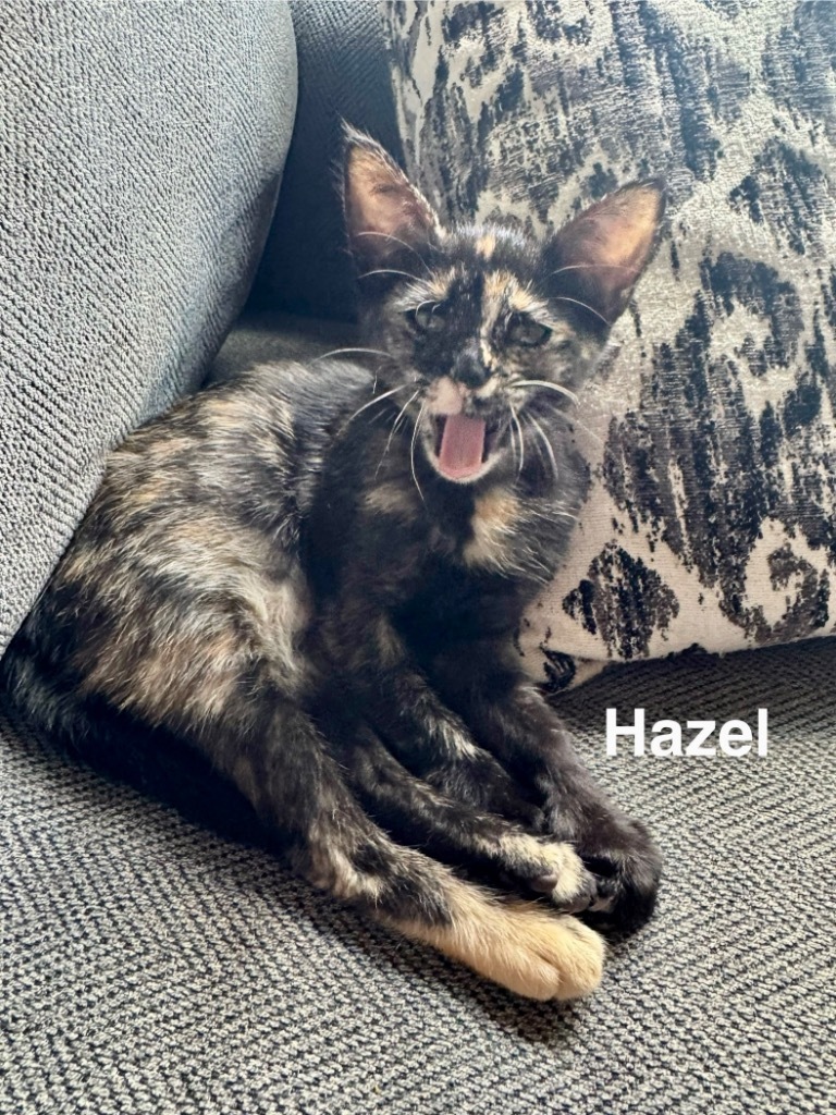 Hazel Kitty