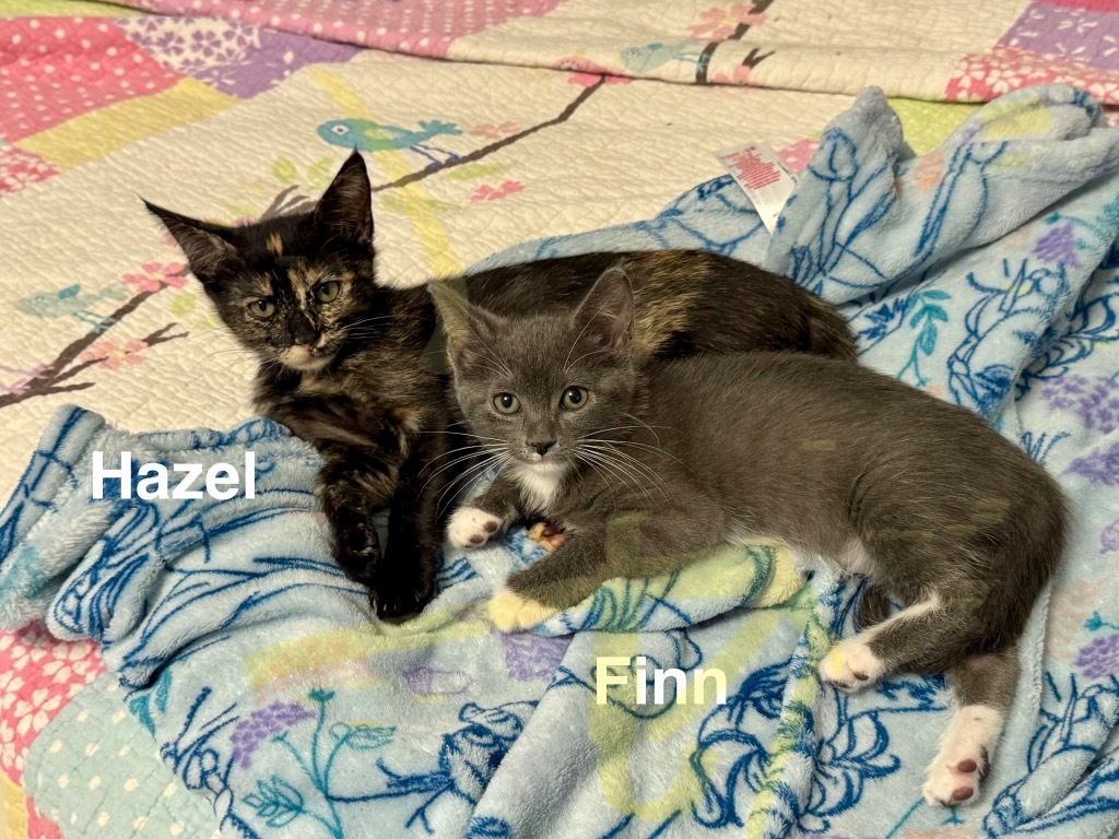 Hazel Kitty