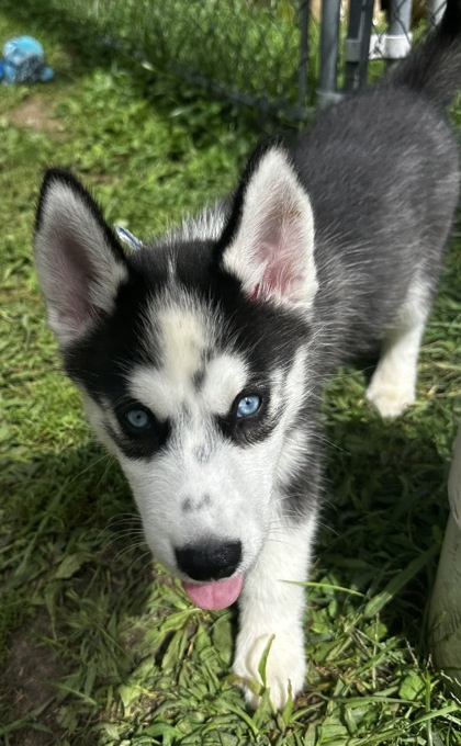 Kodiak