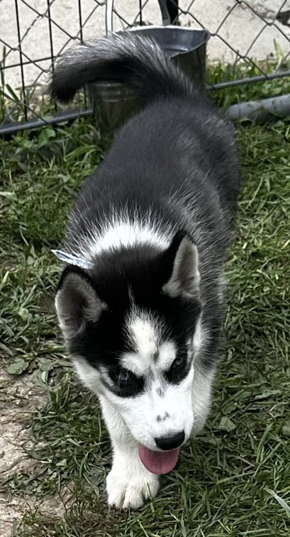Kodiak