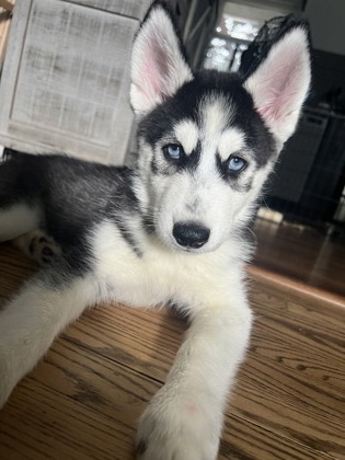 Kenai