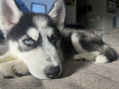 Kenai