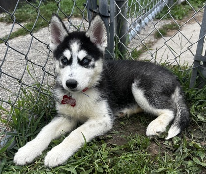 Kenai