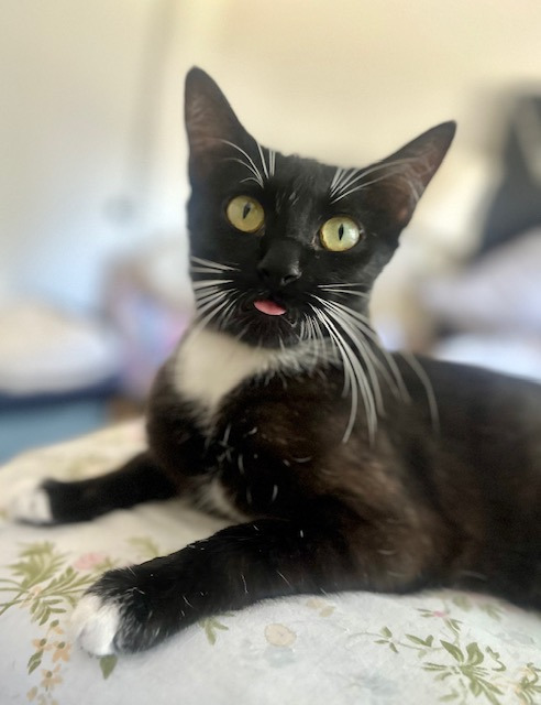 Fenchurch, an adoptable Domestic Medium Hair in Fort Lupton, CO, 80621 | Photo Image 1