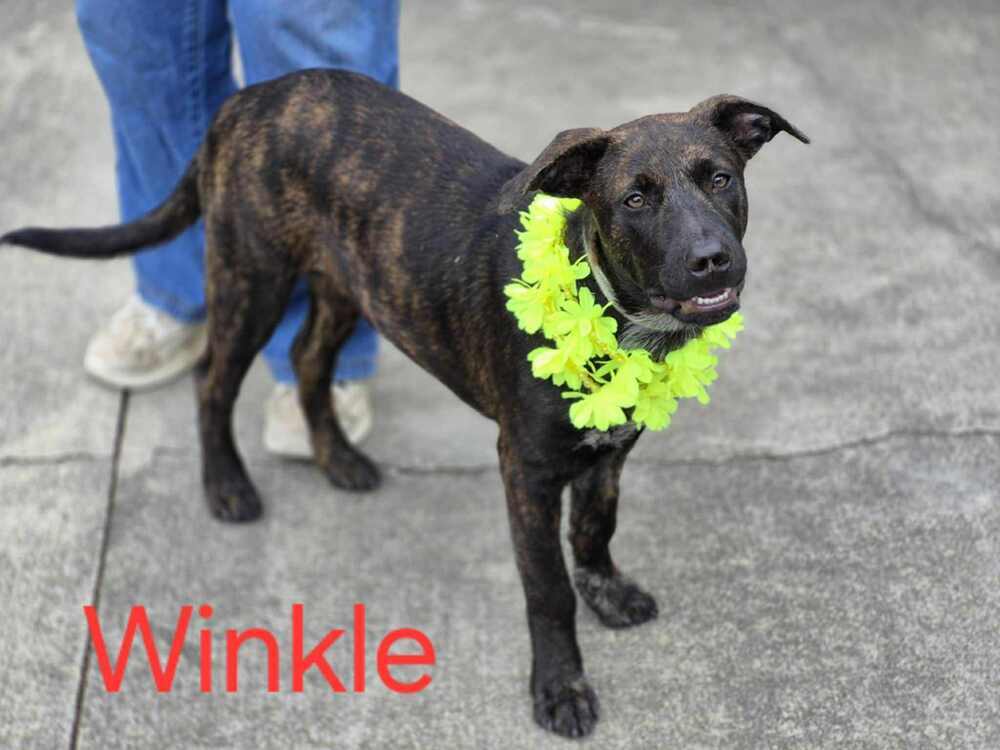 Winkle