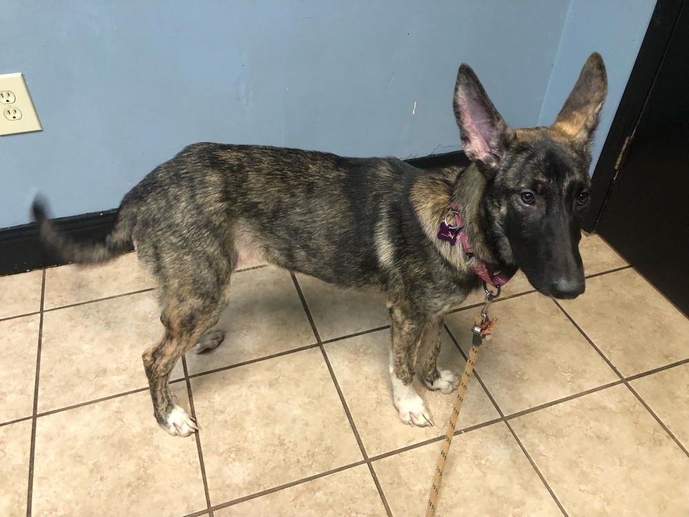 Bindi - Located in Georgia