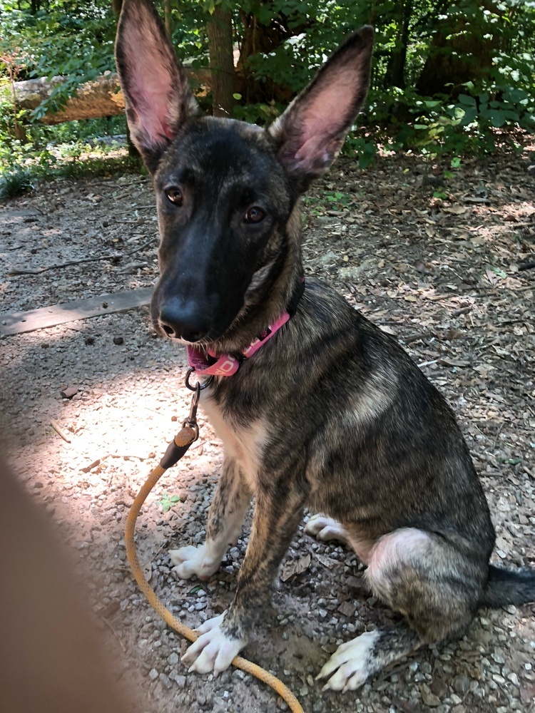 Bindi - Located in Georgia