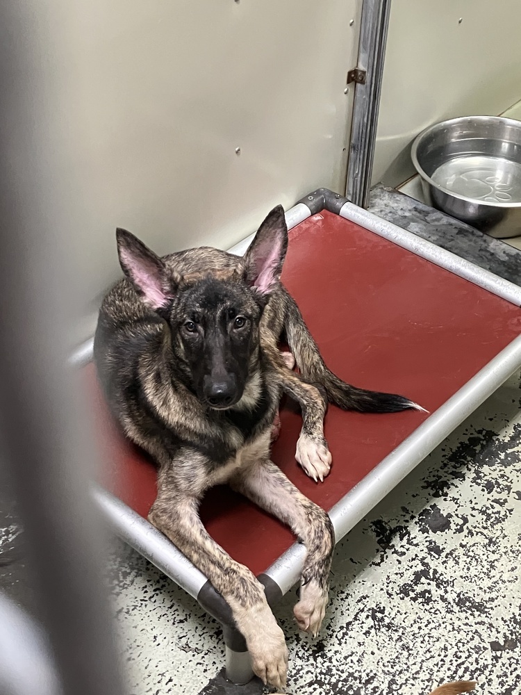 Bindi - Located in Georgia