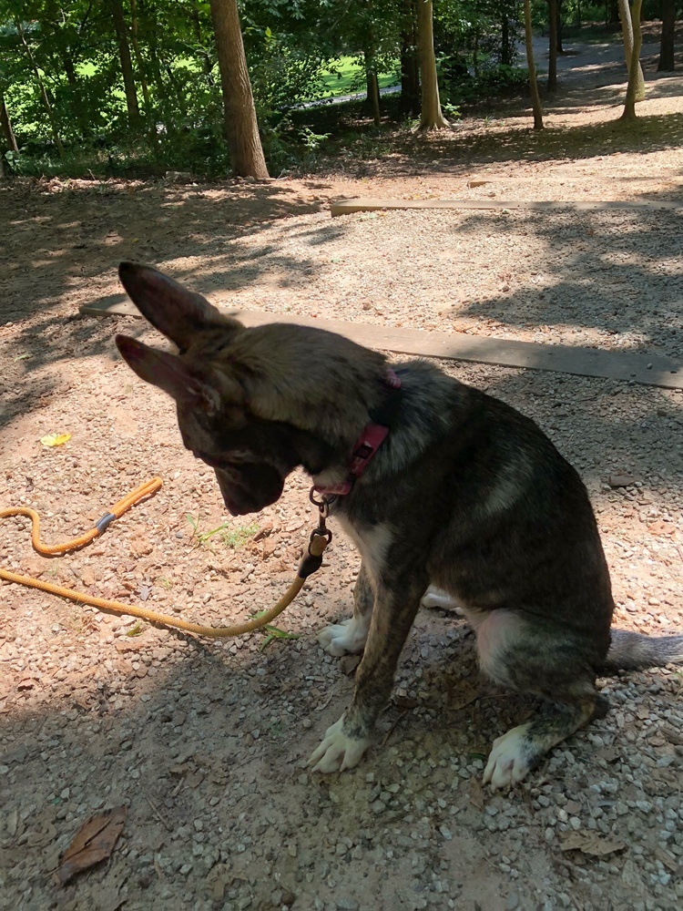 Bindi - Located in Georgia