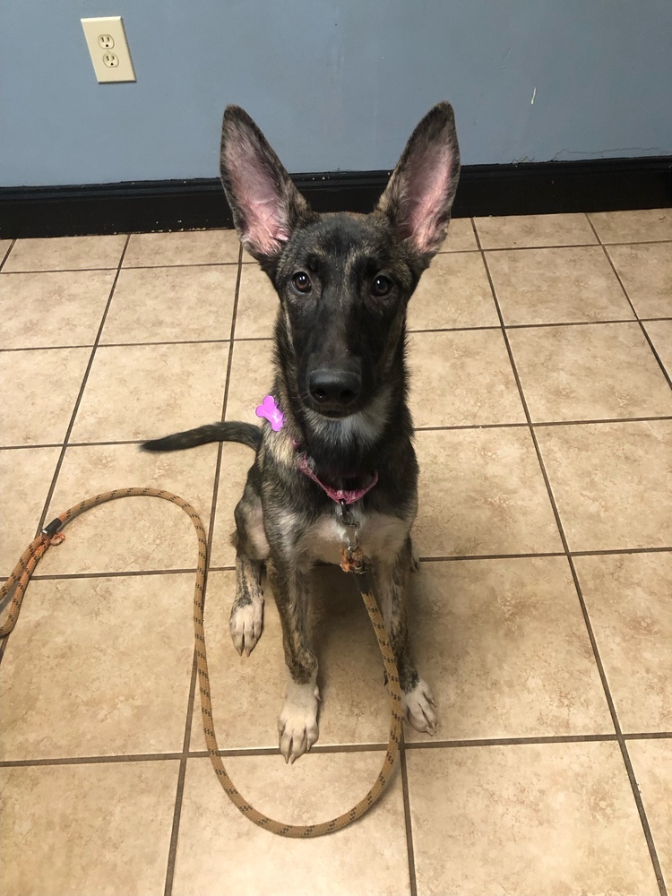 Bindi - Located in Georgia