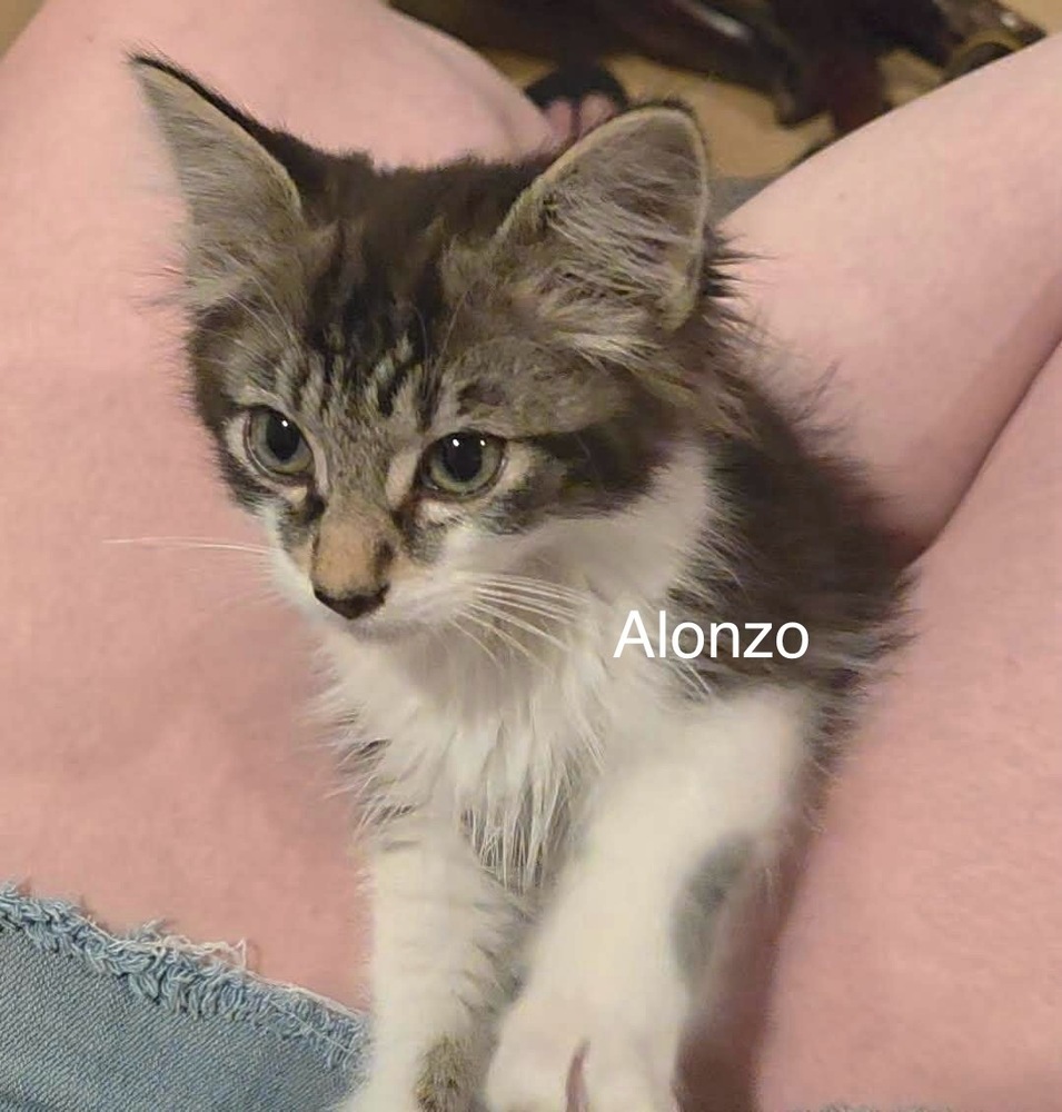 Alonso, an adoptable Domestic Short Hair in Bend, OR, 97701 | Photo Image 1