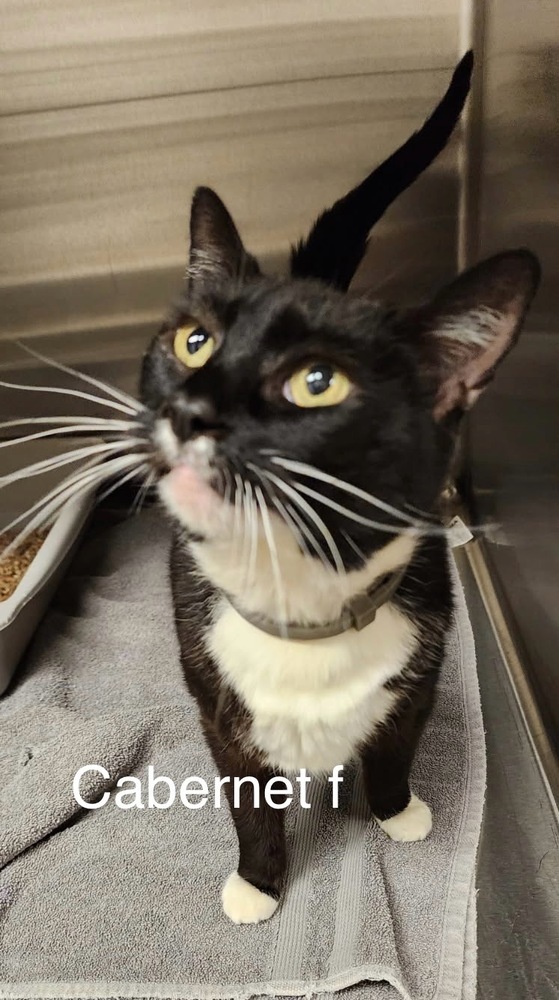 Cabernet, an adoptable Domestic Short Hair in Bend, OR, 97701 | Photo Image 1