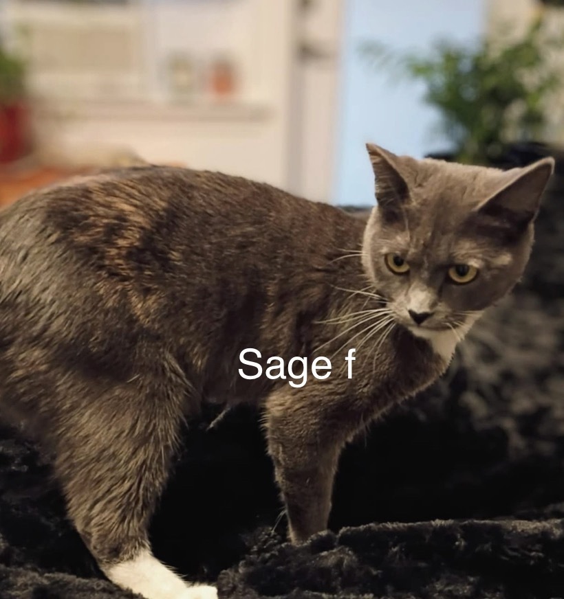 Sage, an adoptable Domestic Short Hair in Bend, OR, 97701 | Photo Image 1
