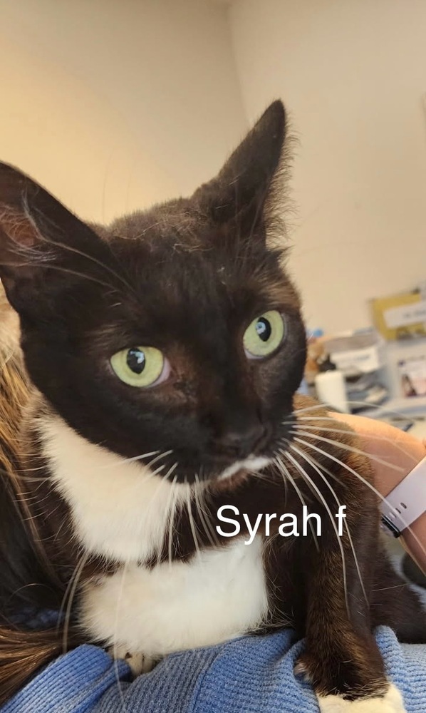 Syrah, an adoptable Domestic Short Hair in Bend, OR, 97701 | Photo Image 1