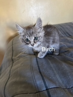 Birch, an adoptable Domestic Medium Hair in Bend, OR, 97701 | Photo Image 1