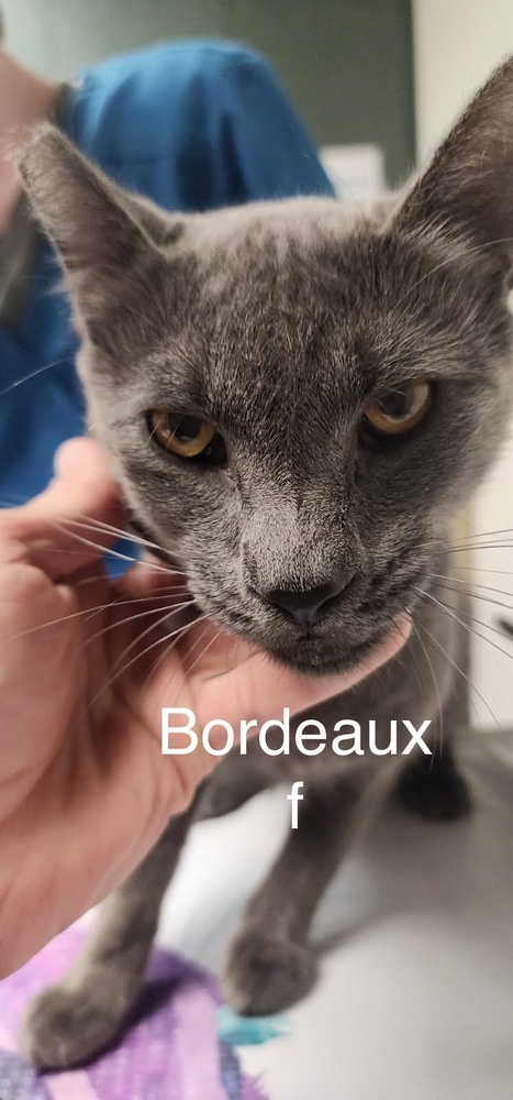 Bordeaux, an adoptable Domestic Short Hair in Bend, OR, 97701 | Photo Image 1