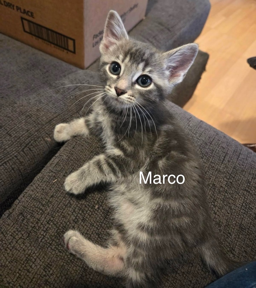 Marco, an adoptable Domestic Short Hair in Bend, OR, 97701 | Photo Image 1