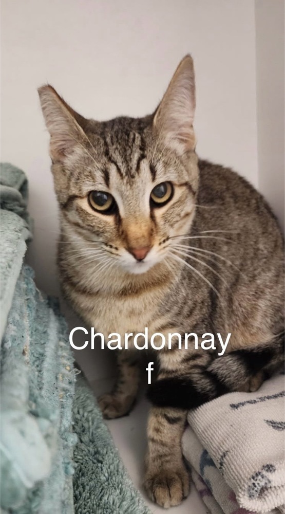 Chardonnay, an adoptable Domestic Short Hair in Bend, OR, 97701 | Photo Image 1