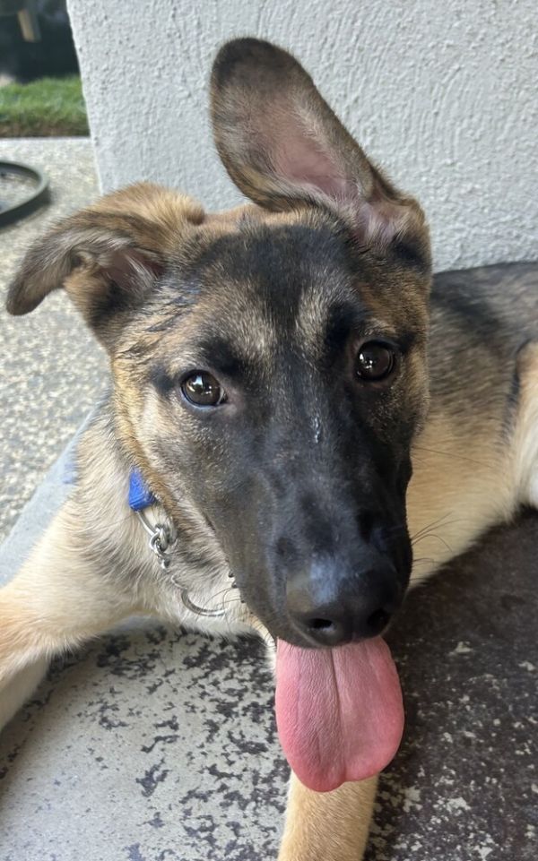 Puppy Conrad
