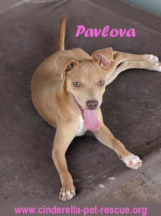 Pavlova