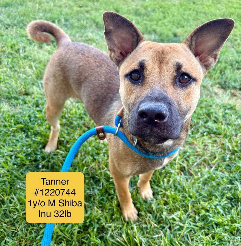 Tanner