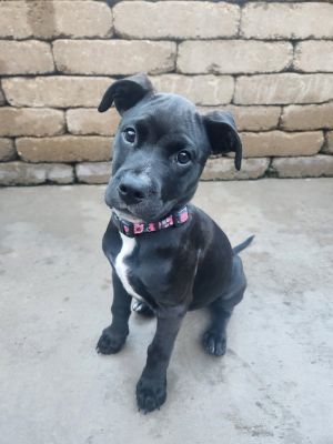 Peanut