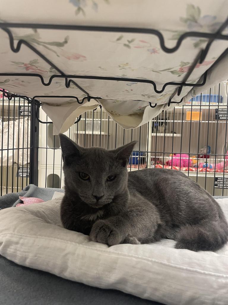 Juicyfruit (W Walnut)