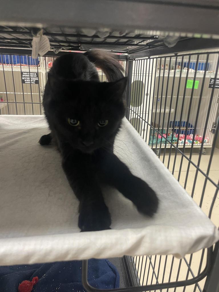 Speariment (W Walnut)