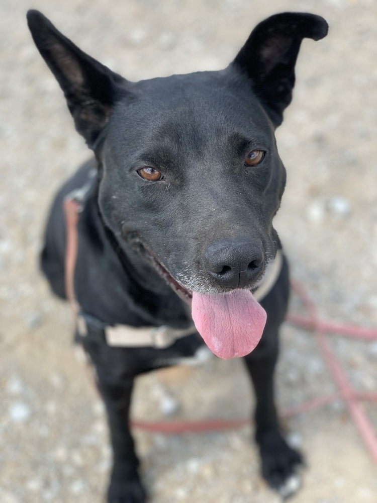 Mona, an adoptable Schipperke, Labrador Retriever in Green Ridge, MO, 65332 | Photo Image 1
