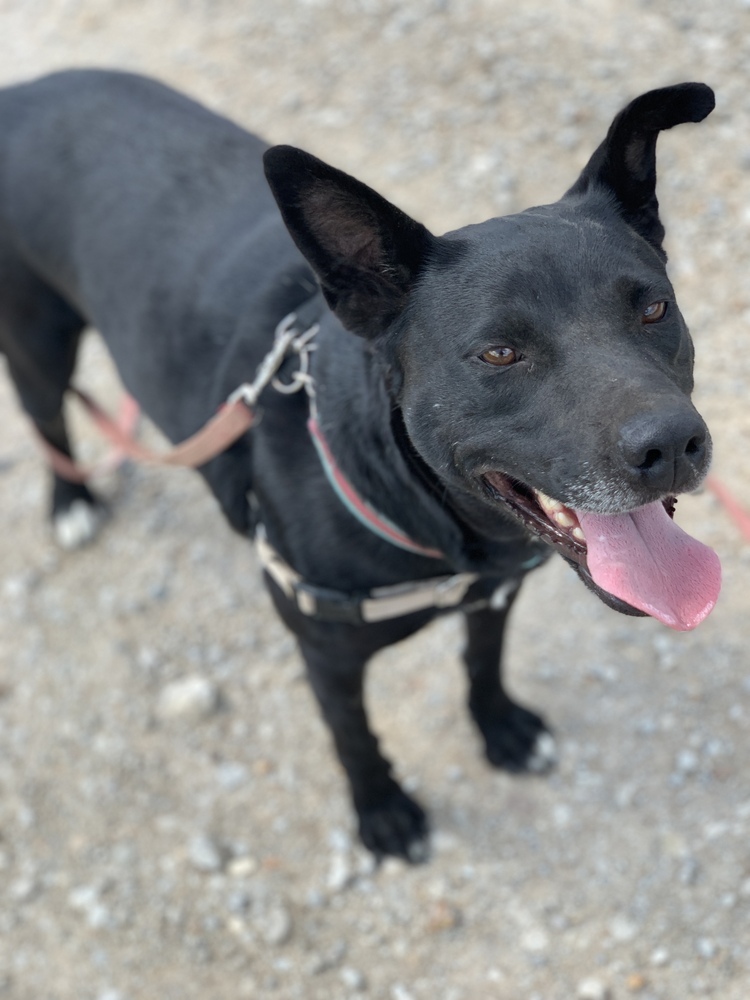 Mona, an adoptable Schipperke, Labrador Retriever in Green Ridge, MO, 65332 | Photo Image 2