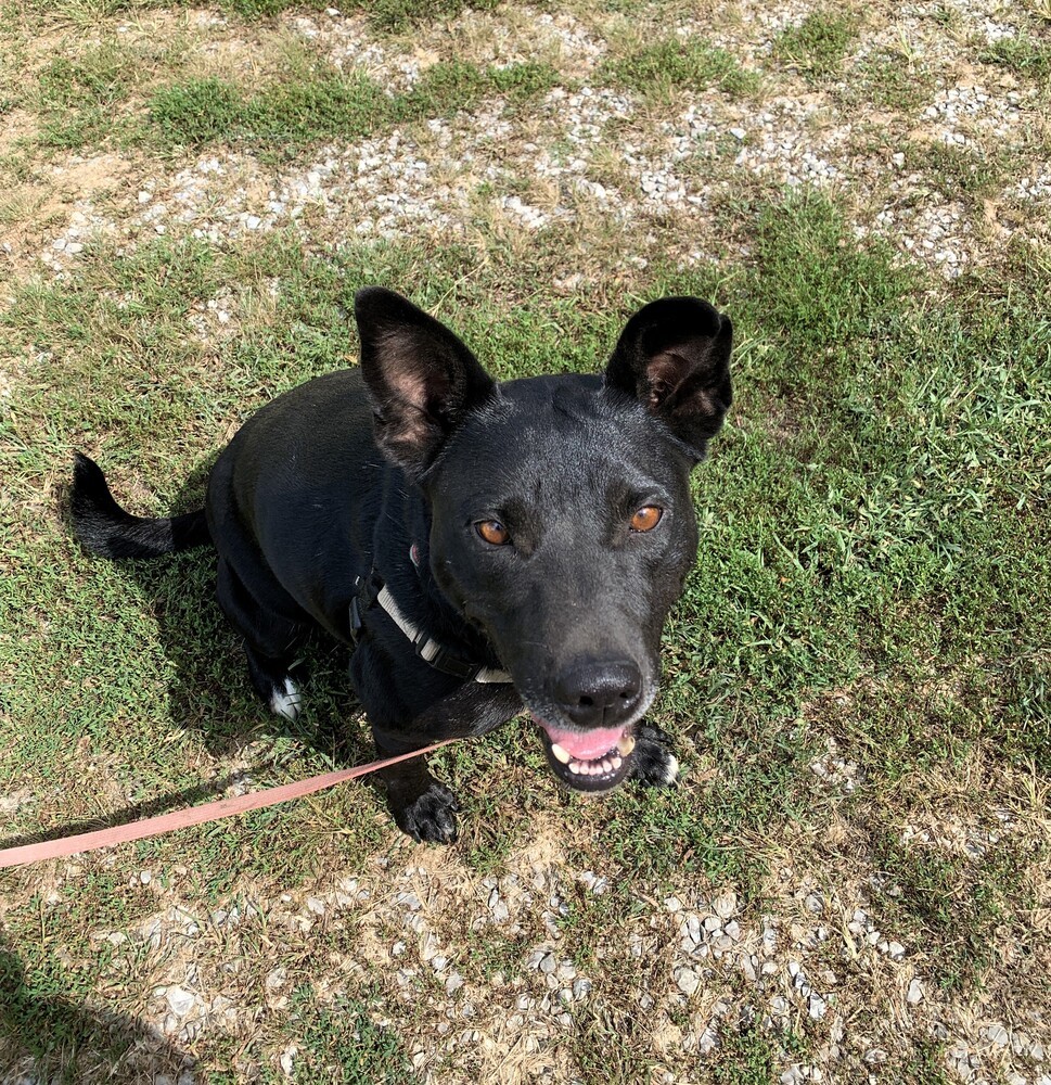 Mona, an adoptable Schipperke, Labrador Retriever in Green Ridge, MO, 65332 | Photo Image 3