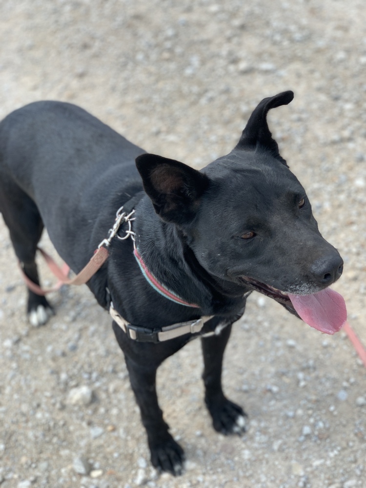 Mona, an adoptable Schipperke, Labrador Retriever in Green Ridge, MO, 65332 | Photo Image 4