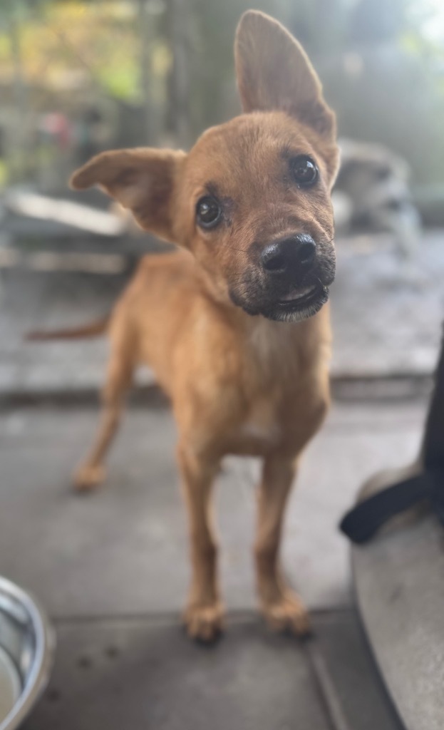Cinnamon
