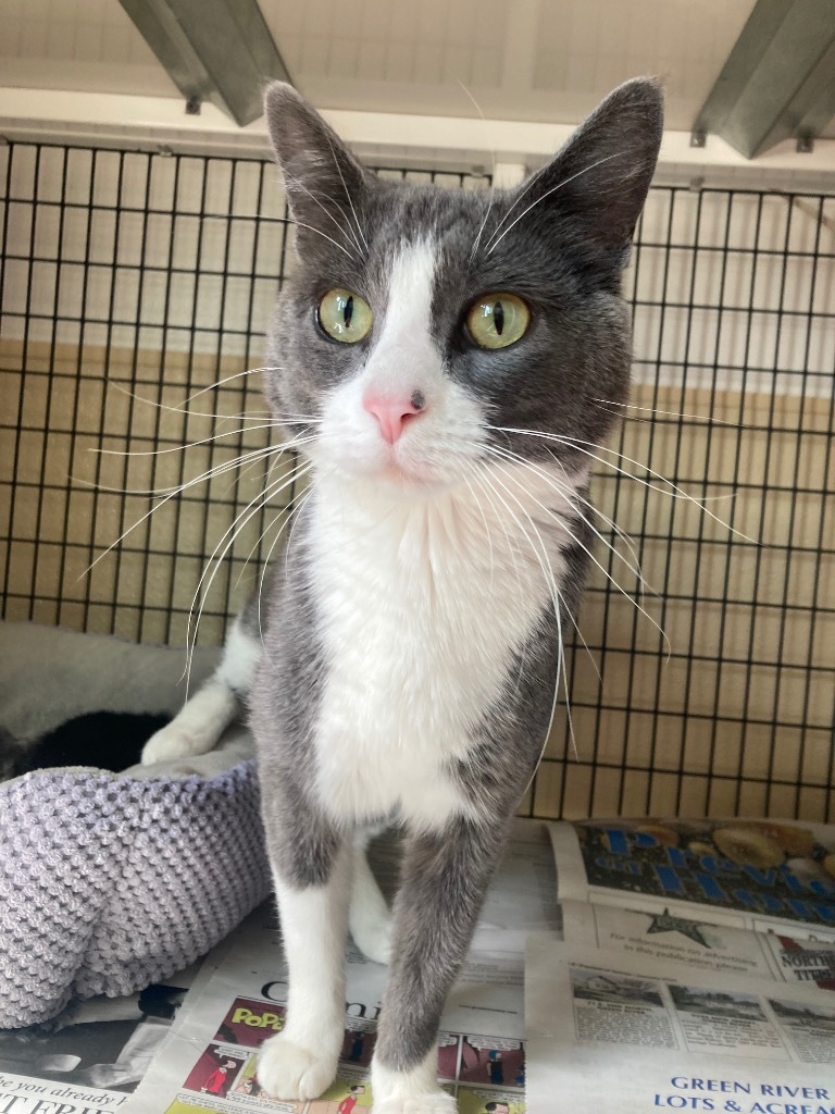 Aspen, an adoptable Domestic Short Hair in Green River, WY, 82935 | Photo Image 1