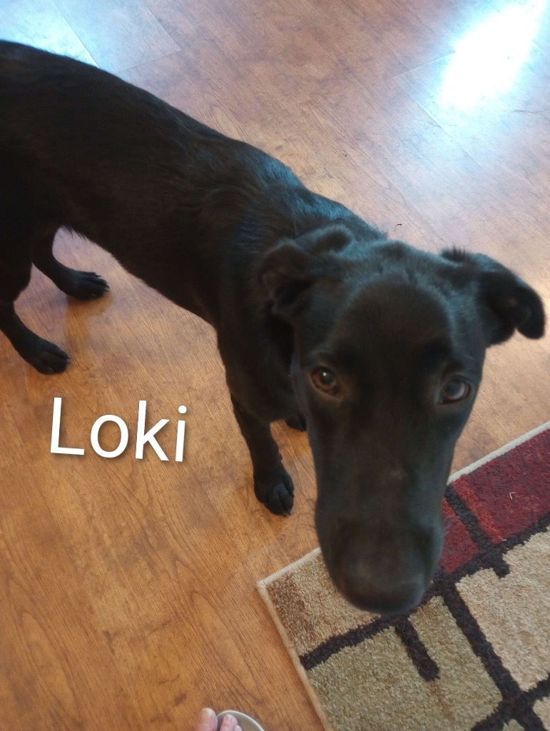 Loki